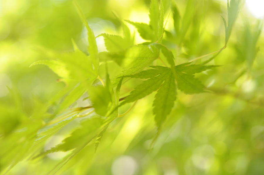Sunny Leaves Of  Japanese Maple  Photograph by Jenny Rainbow