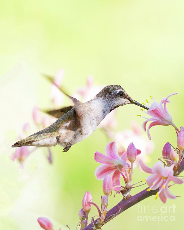 Sunny Morning Hummingbird Photograph