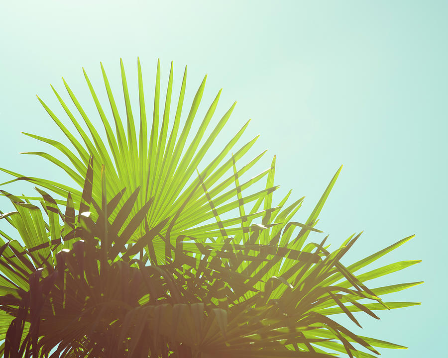 Sunny Palms I Photograph by Sonja Quintero