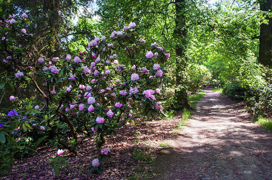 Sunny Path Through Rhododendron Woods 1 Photograph by Jenny Rainbow