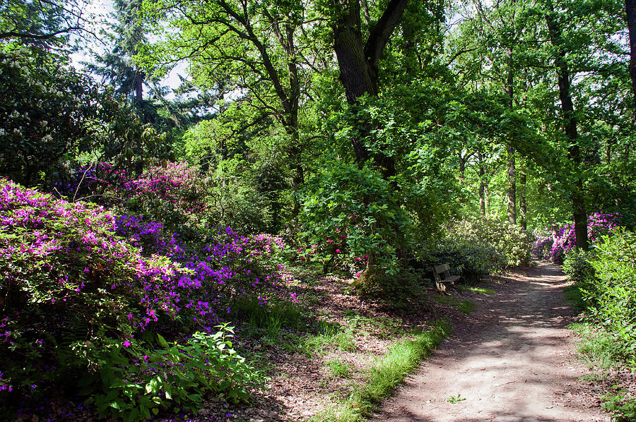 Sunny Path Through Rhododendron Woods 2 Photograph by Jenny Rainbow
