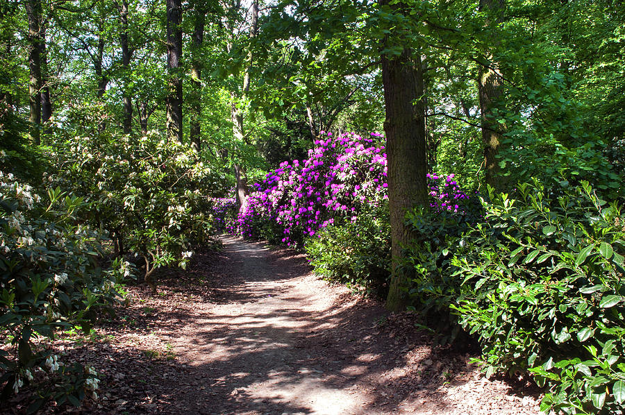 Sunny Path Through Rhododendron Woods 3 Photograph by Jenny Rainbow