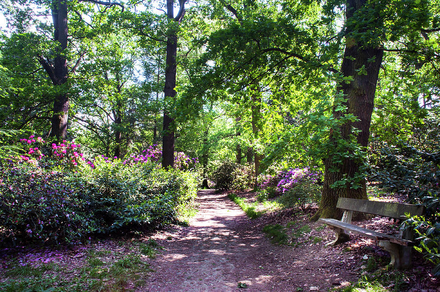 Sunny Path Through Rhododendron Woods 4 Photograph by Jenny Rainbow