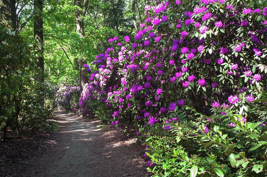 Sunny Path Through Rhododendron Woods 5 Photograph by Jenny Rainbow