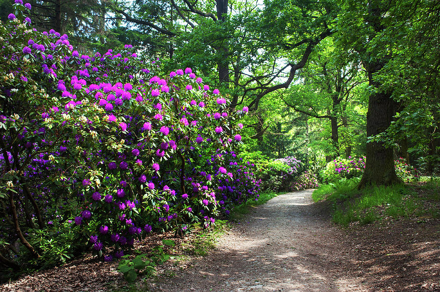 Sunny Path through Rhododendron Woods Photograph by Jenny Rainbow