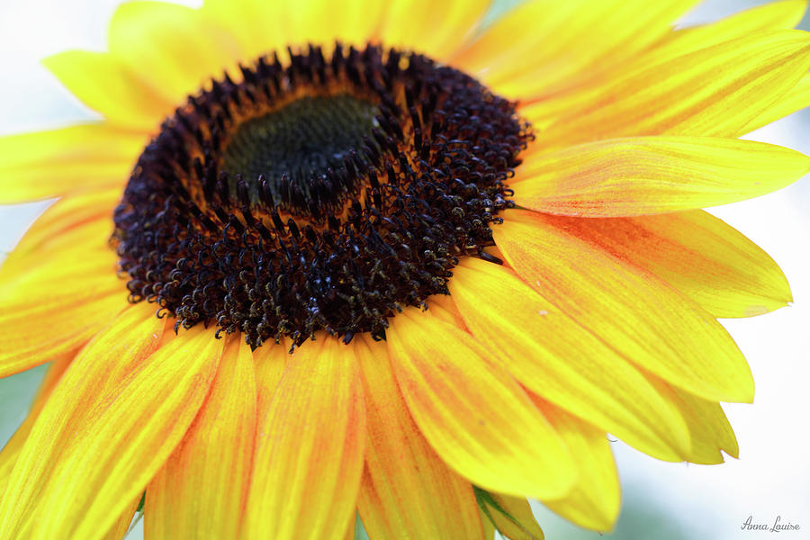 Sunny Sunflower Photograph by Anna Louise