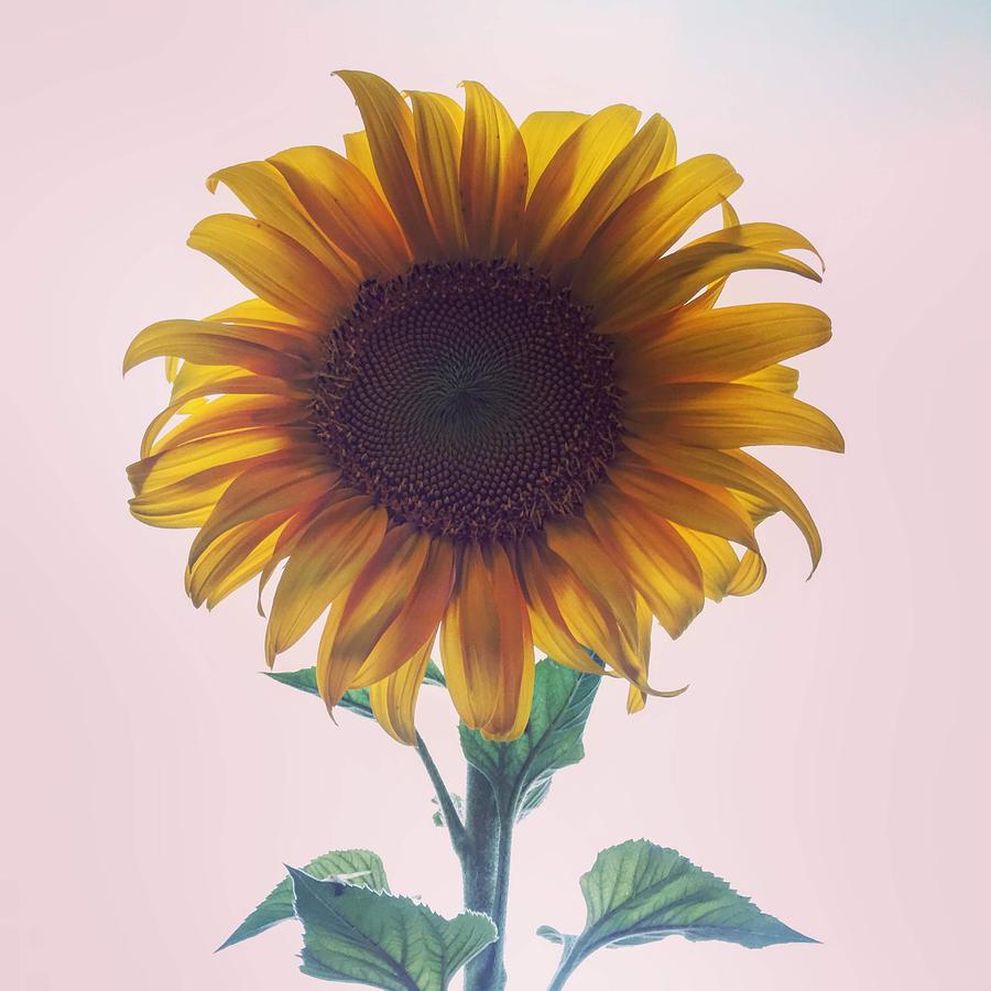 Sunny Sunflower Photograph by Destiny Pauls