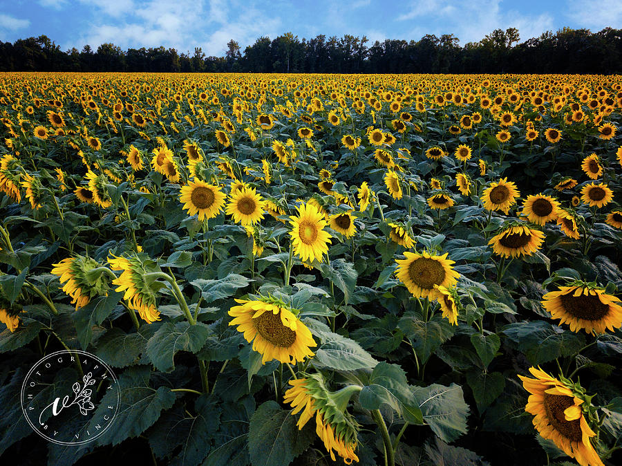 Sunny Sunflower Field Photograph by Vince Maggio - Pixels