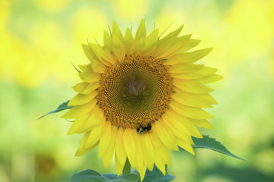 Sunny Sunflower Photograph by Mary Ann Artz