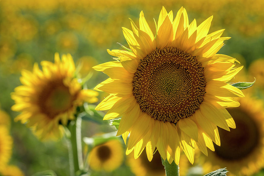 Sunny Sunflower Photograph by Teri Virbickis