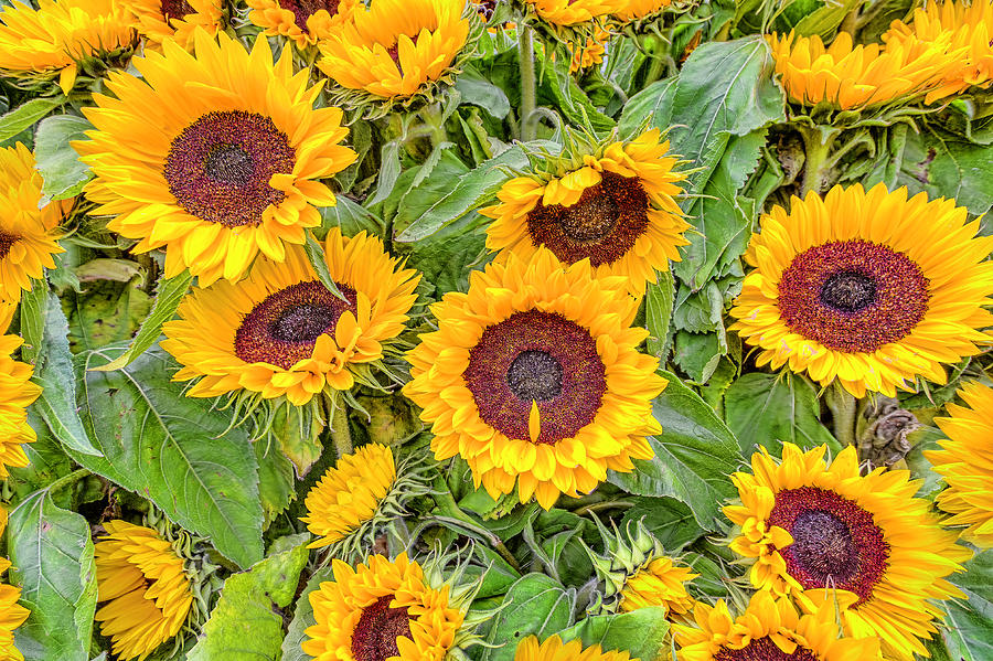  Sunny Sunflowers Photograph by Nadia Sanowar