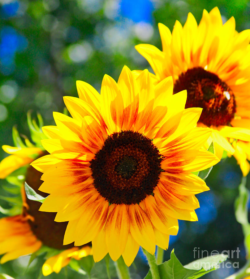 Sunny Sunflowers Photograph by Steven Parker - Fine Art America