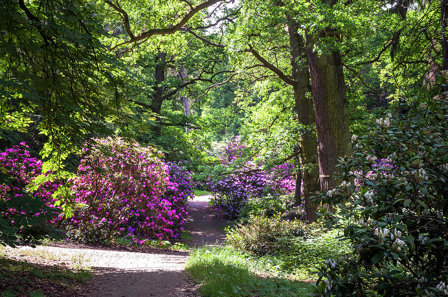 Sunny Walkway Among Blooming Rhododendrons Photograph by Jenny Rainbow