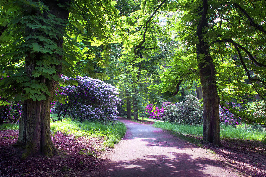 Sunny Walkway in Spring Rhododendron Woods Photograph by Jenny Rainbow