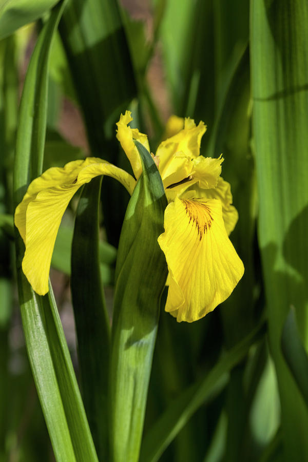 Sunny Yellow Flag Iris Blossom Photograph by Kathy Clark