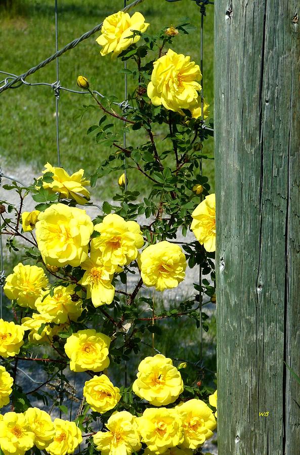 Sunny Yellow Roses Photograph