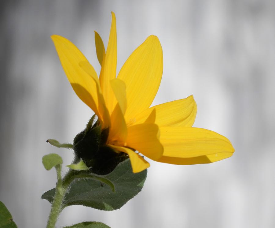 Sunny Yellow Tiny Sunflower Photograph