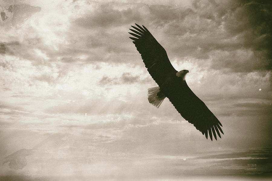 Animal Photograph - Sunray Eagle by Nathan Larson