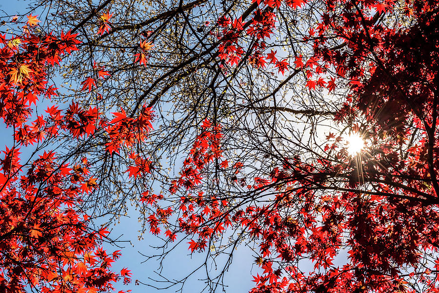 Sunrays On Red Maple Leafs Photograph