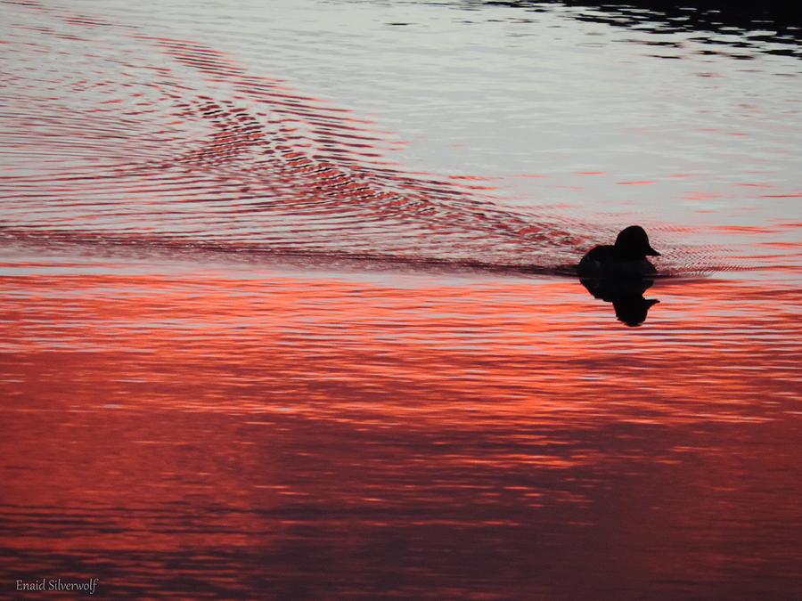 Sunrise 1-19-2016 with Duck at California Aqueduct Photograph by Enaid Silverwolf