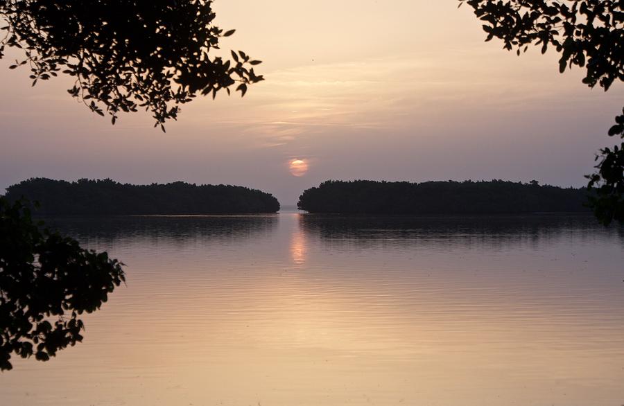 Sunrise Above the Mangroves Photograph by L Bosco