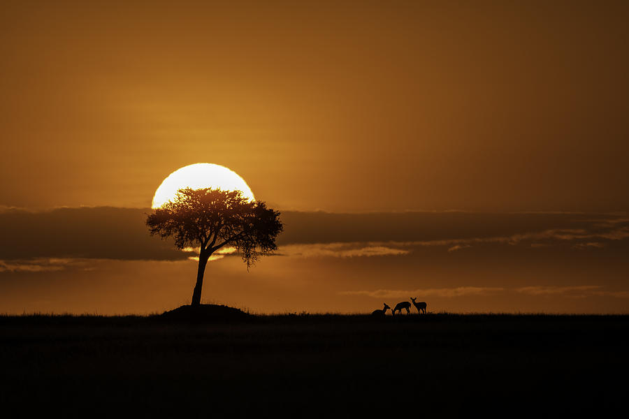 Sunrise Photograph by Ahmed Elsheshtawy