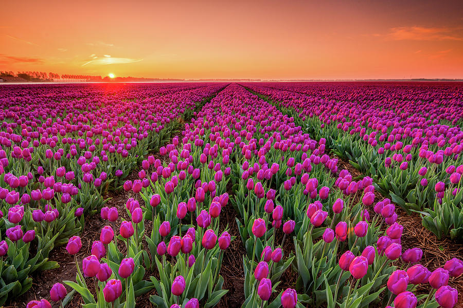 Sunrise and purple tulips Photograph by Jenco van Zalk