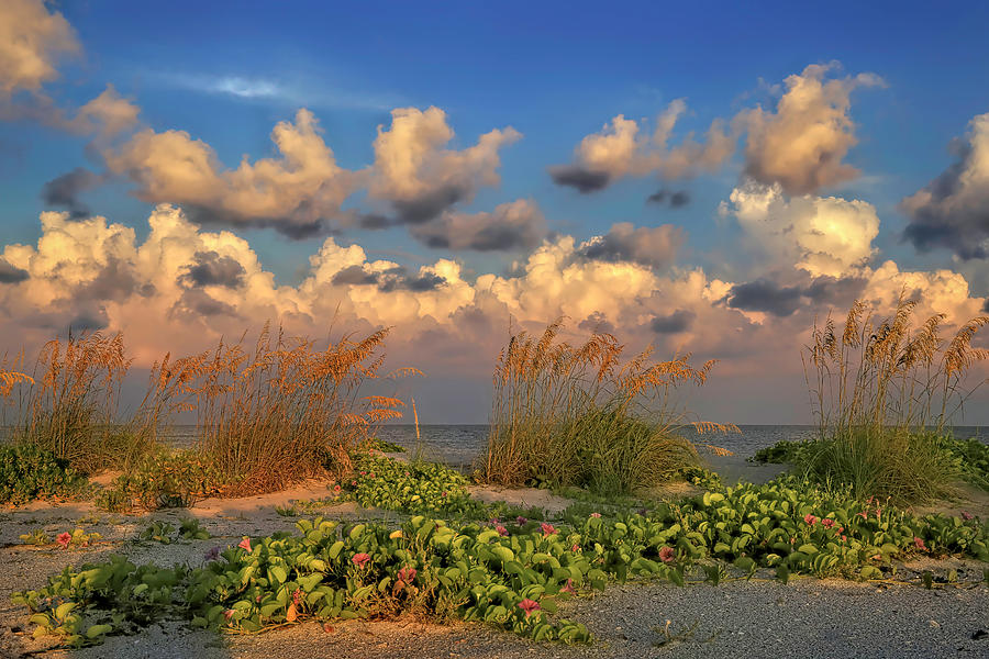 Flower Photograph - Sunrise and Sea Oats by Donna Kennedy