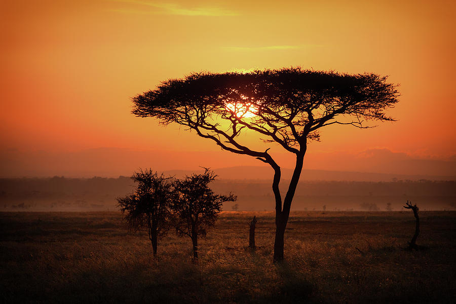 Sunrise and Tree Silhouette - Serengeti NP Photograph by June Jacobsen