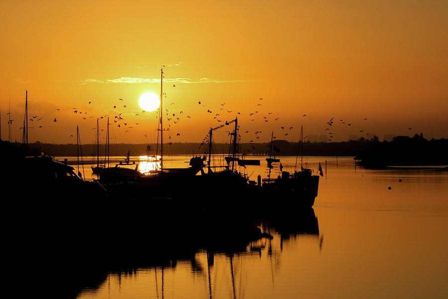 Sunrise Birds at the Marina Photograph by Robert Wilder Jr