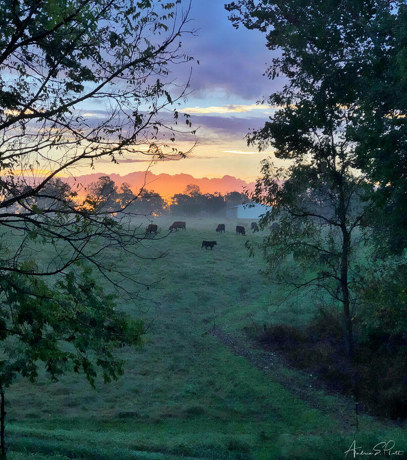 Sunrise Breakfast Photograph by Andrea Platt