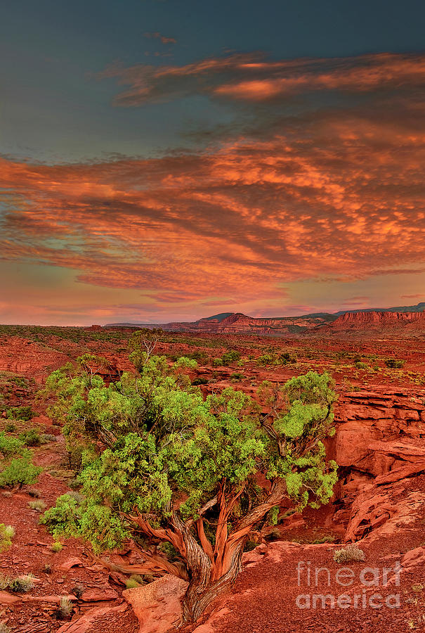 Sunrise Capitol Reef National Park Utah  Photograph by Dave Welling