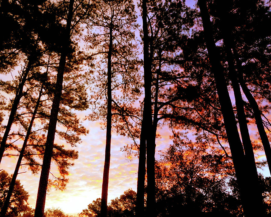 Sunrise Carolina Pine Trees Photograph by Katy Hawk