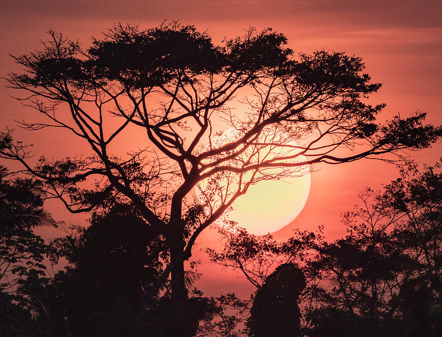 Tree Photograph - Sunrise, Coastal Highway, Belize by William Sutton
