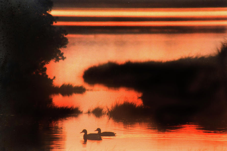 Sunrise Ducks Photograph by Jerry Griffin