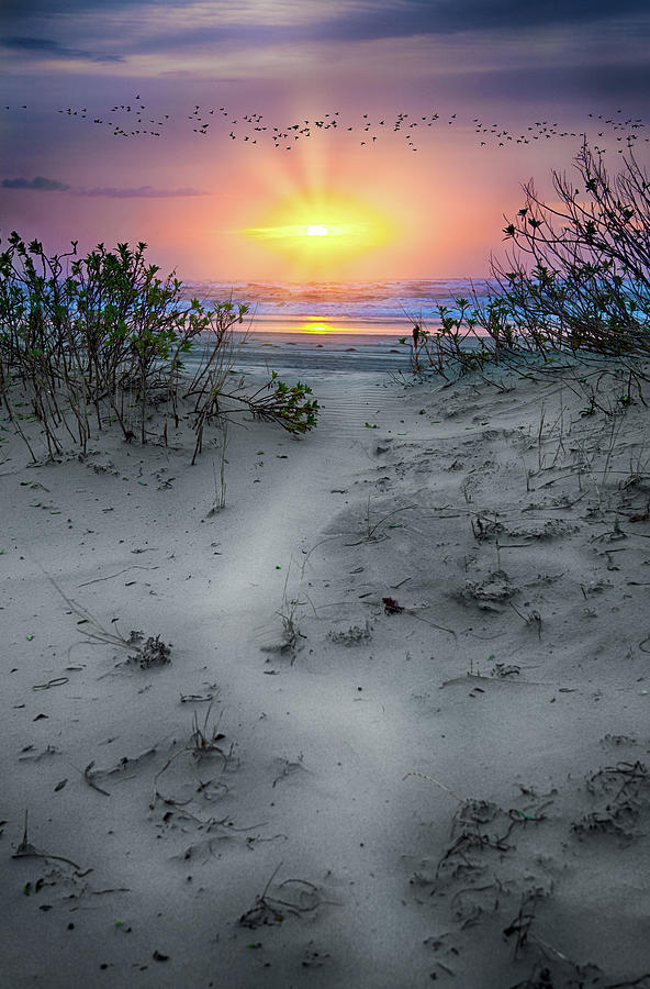 Sunrise Flight Photograph by Dan Carmichael