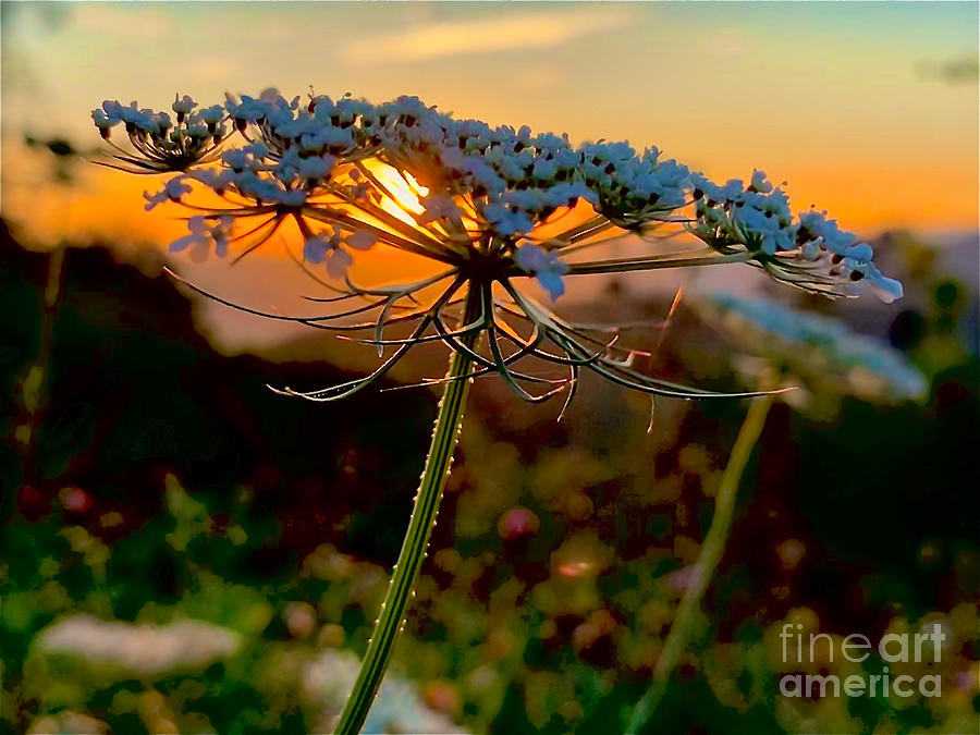 Sunrise Flower Photograph by Debra Banks