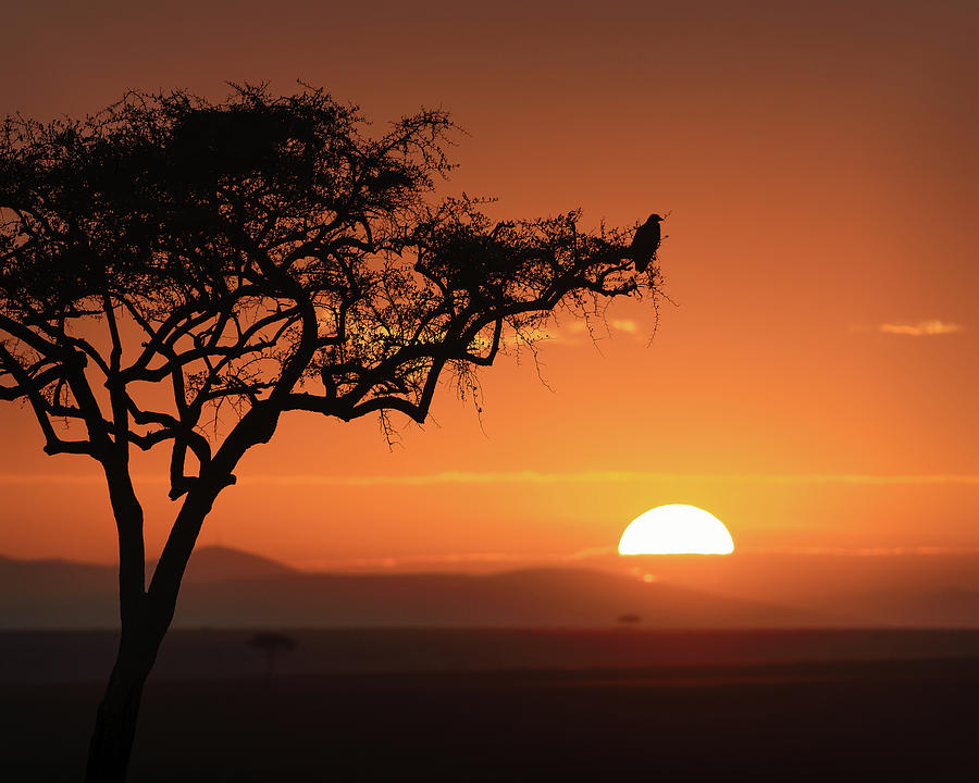 Sunrise Eagle Photograph by Murray Rudd