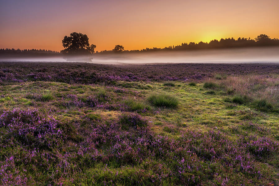 Sunrise heather field Photograph by Jenco Van Zalk