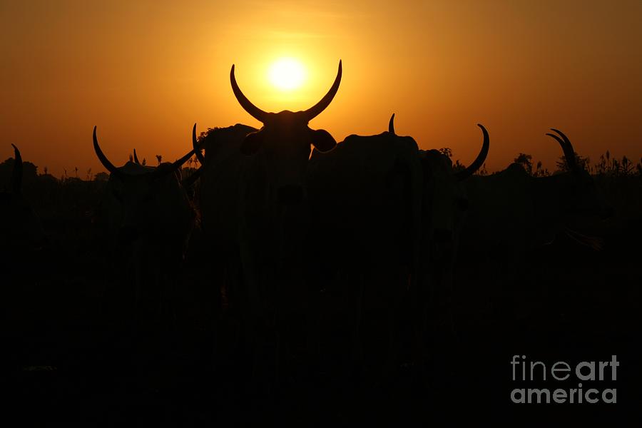 Sunrise In A Ranch Photograph by Muhammad Bukar Umara