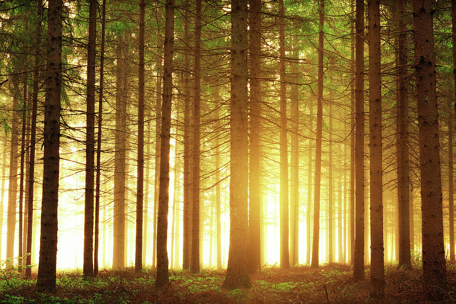 Sunrise In The Forest Photograph by Borchee