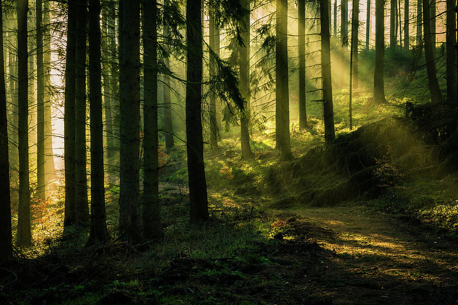 Sunrise in the Forest Photograph by Oliver Kluwe - Fine Art America