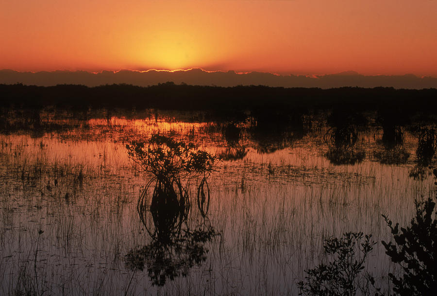 Sunrise In The Mangroves Photograph by Michael Lustbader