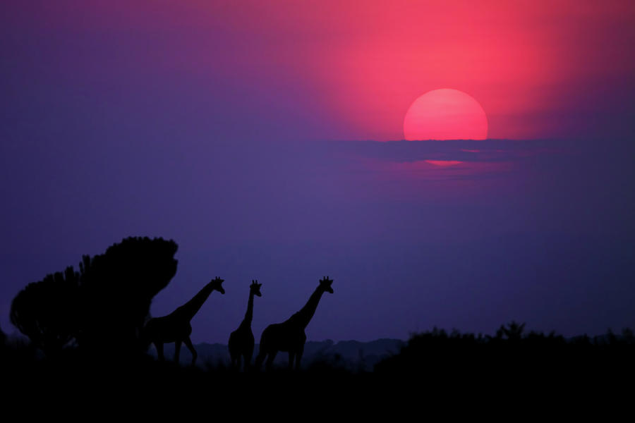 Sunrise In Uganda Photograph by Nicols Merino