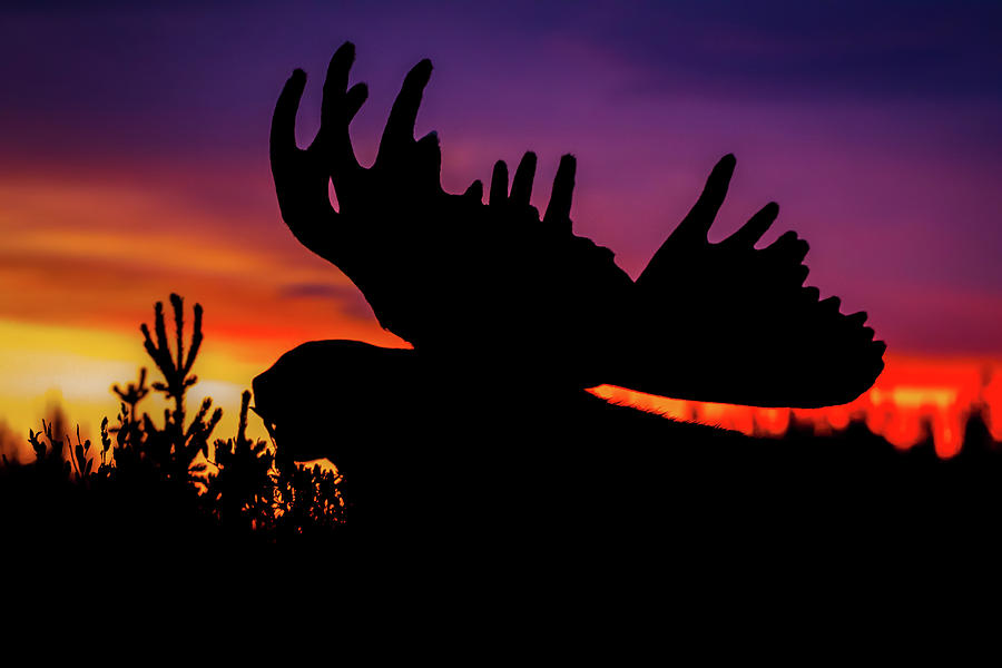 Sunrise King II Photograph by Gary Kochel