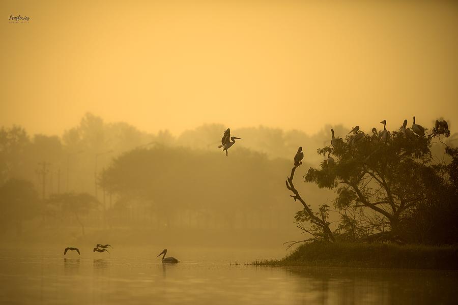 Sunrise Landscape Photograph by Rohit