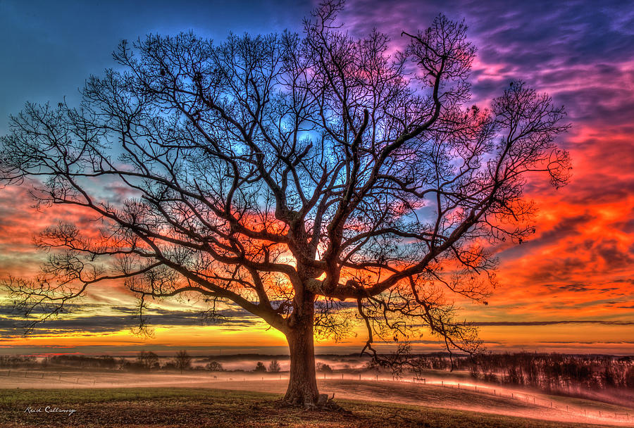 Sunrise Oak Soli Deo gloria Glory To God Alone GA Farming Landscape Art Photograph by Reid Callaway
