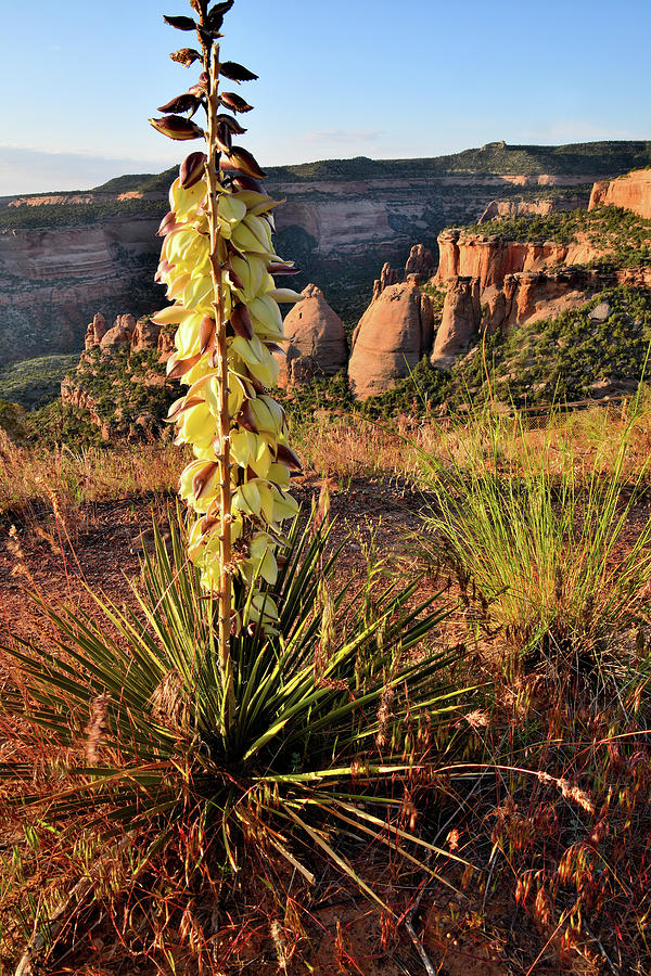 Sunrise on Blooming Yucca above Coke Ovens Photograph by Ray Mathis