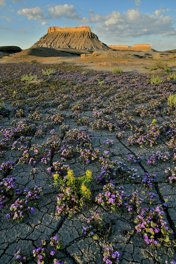 Sunrise on Factory Butte Desert Photograph by Ray Mathis