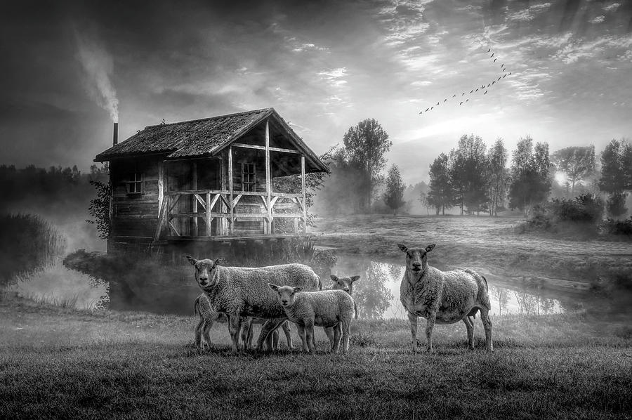 Sunrise on the Farm in Black and White Photograph by Debra and Dave Vanderlaan
